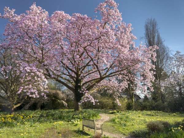 Guided Tree Tours 2025