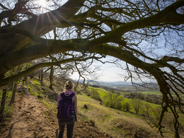 Ebworth Woodland Bird Walk