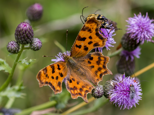 Take part in a butterfly survey at Gibside