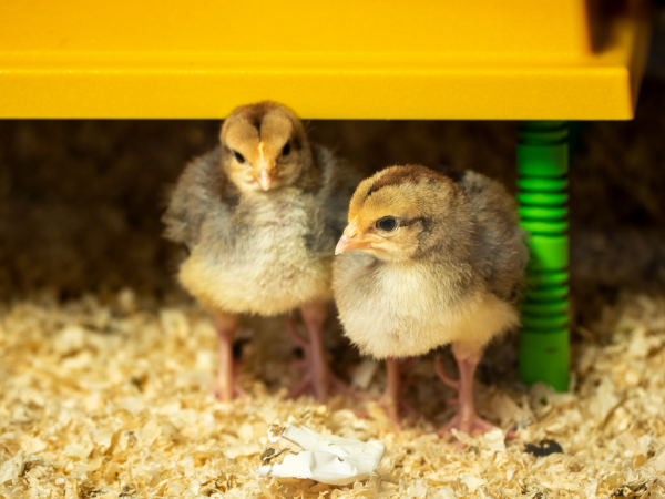 Chick Handling at Shugborough Estate | Quiet Sessions