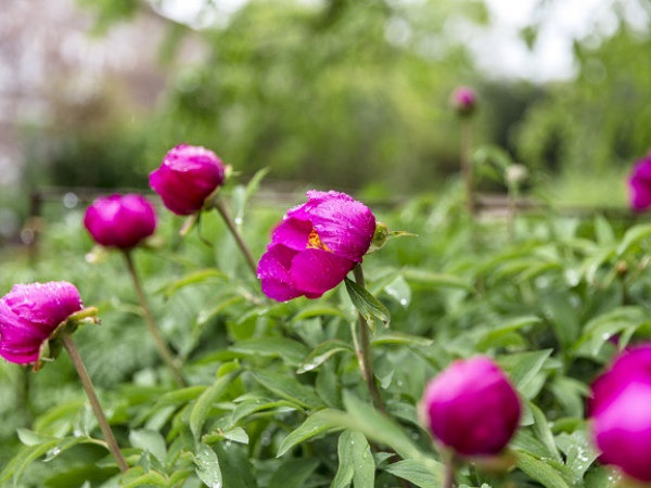 Summer Painting Workshop at Hinton Ampner
