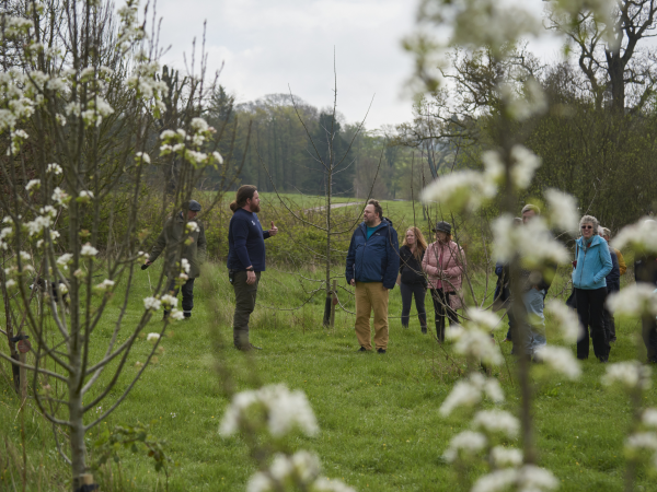 Blossom Tour with Head Arborist at Dyffryn Gardens