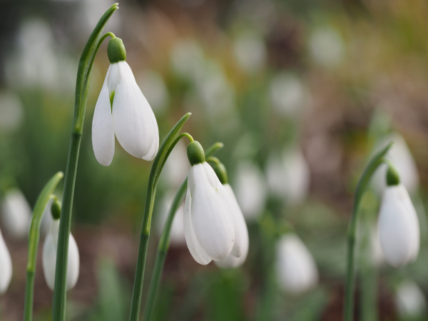 Snowdrop and Cake Guided Walk