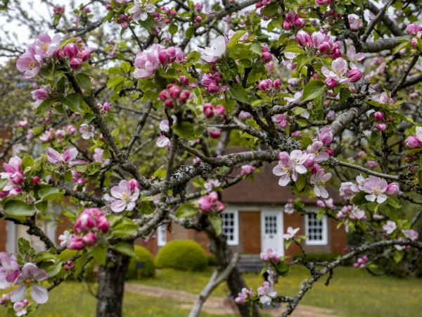 Blossom Painting
