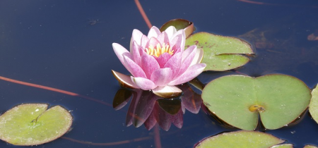 Lakes and Lilies Festival: Photography Workshops at Sheffield Park and Garden