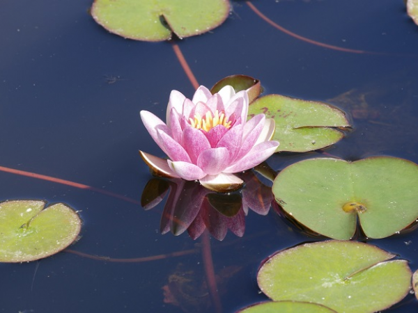 Lakes and Lilies Festival: Photography Workshop: Focussing on Composition