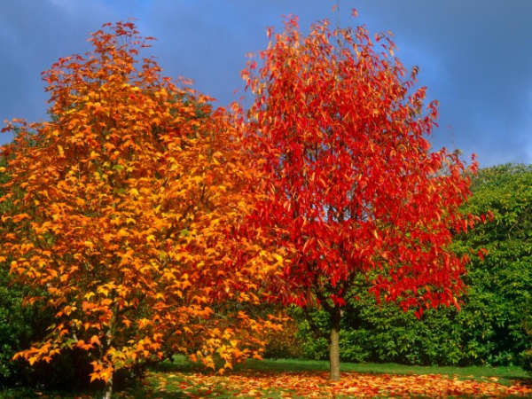 Autumn Talks at Emmetts Garden – SUNDAY DAY PASS EARLY BIRD