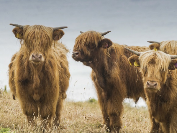 Farm Walk at East Soar
