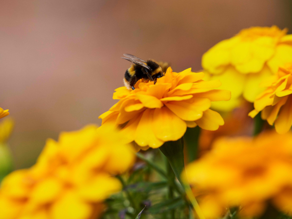 Pollinators Workshop