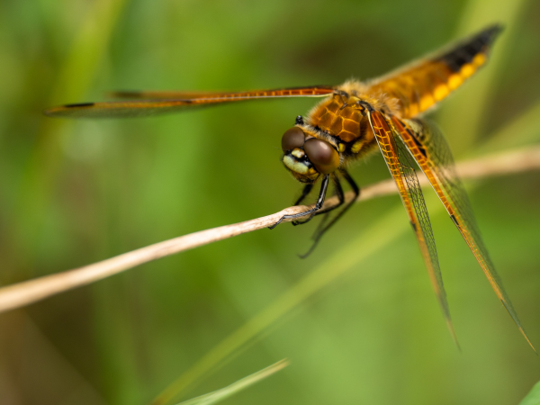 Gweision y Neidr Dinefwr | Dragon(flie)s of Dinefwr