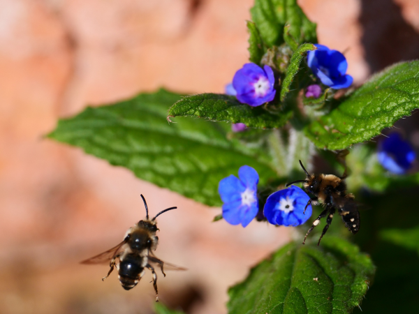 ‘It’s a Wild Life’ with Plant CIC - Angel Gardens, Manchester - 22 June, 1pm