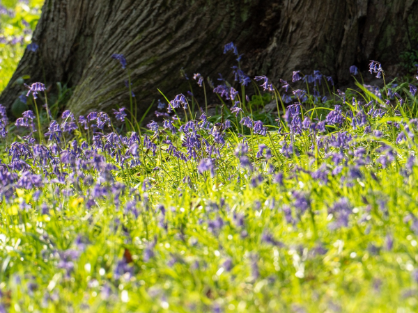 Guided Walks - Leg Stretcher (10-mile walk)
