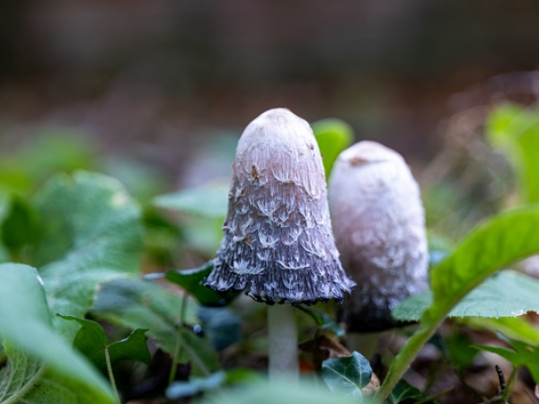 Family Fungi Foray - Felbrigg Hall