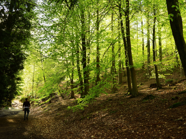 Meandering to the Tower Guided Hike