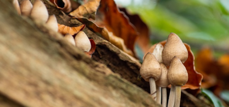 Fungi Festival: Talk – The Science of Magic Mushrooms with Dr David Luke