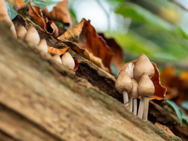 Fungi Festival: Talk – The Science of Magic Mushrooms with Dr David Luke