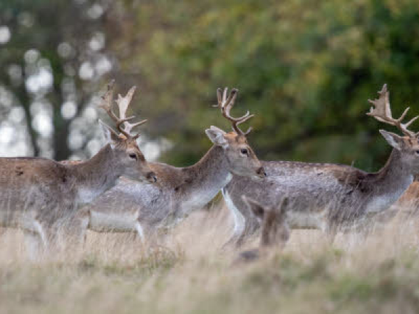 Deer Rut Guided Walk
