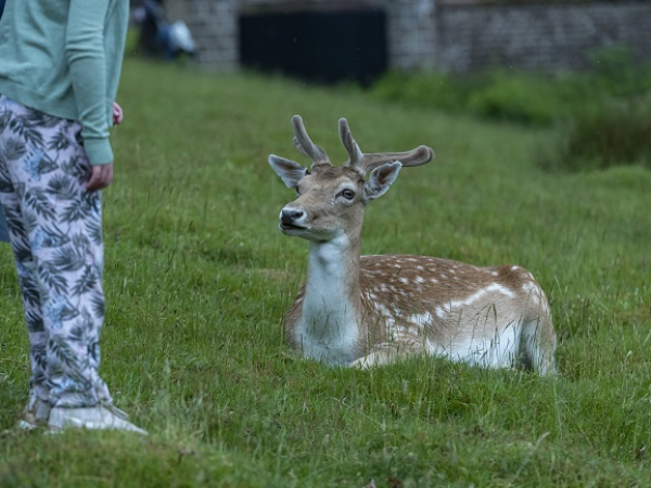 Deer keeping: Winter feed