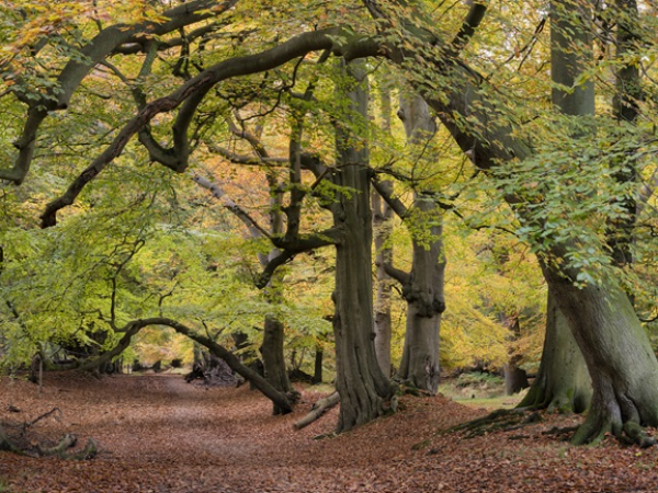 Ranger’s ramble: protecting our ancient woodland