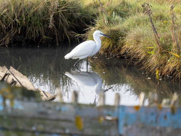 Bird Watching at Chyngton Brooks