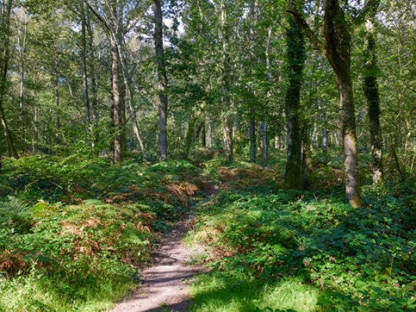 Community Volunteering Event: Shrub clearing & woodland glade restoration