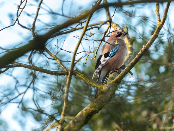 Sayes Court Bird Survey