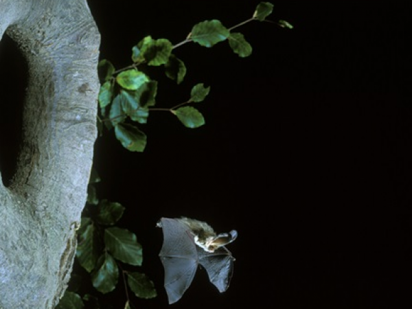Bat Walk at Stowe Gardens