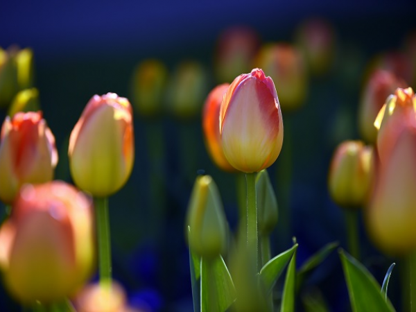 Spring Painting Workshop at Hinton Ampner