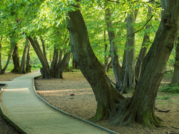 Guided Bird Walk at Hatfield Forest