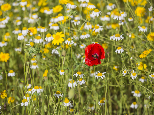 Wonderful Wildflowers