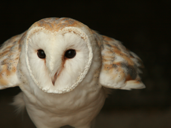 Barn Owl Walks