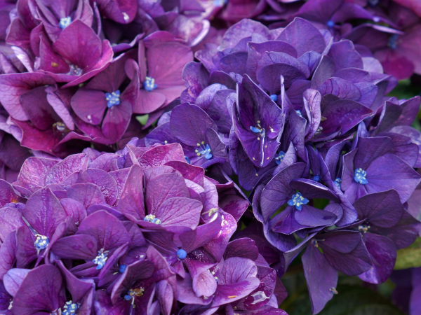 Hydrangea Masterclass at Dunster Castle