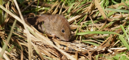 Weekend of Wildlife: Small mammal trapping