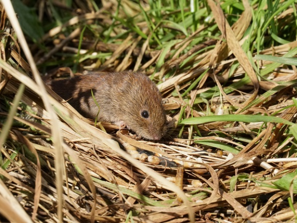 Weekend of Wildlife: Small mammal surveying. Suitable for 7+
