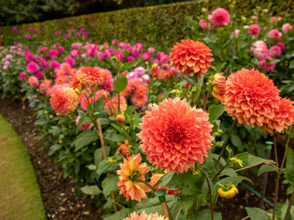 Yoga in the Gardens: September