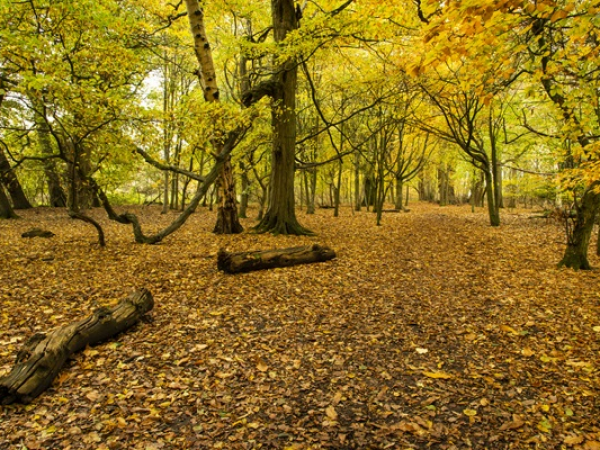 Wonders of the woodland