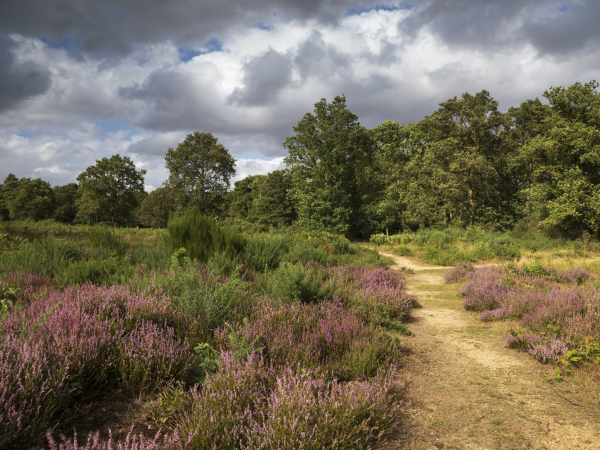 Ranger Walk- Wildlife at Danbury