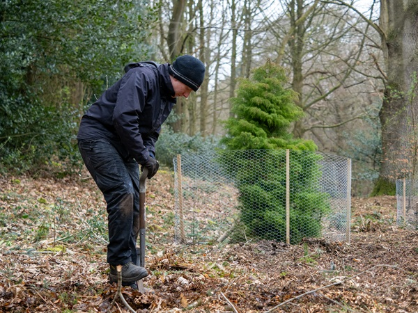 Tree Planting at Buckland Abbey