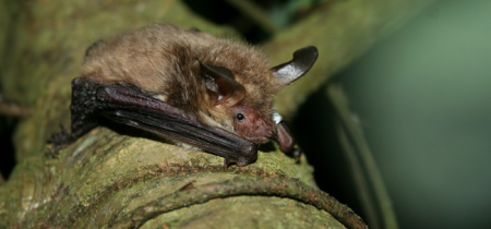 Taith gerdded ystlumod prin Stagbwll / Stackpole Rare Bats Walk