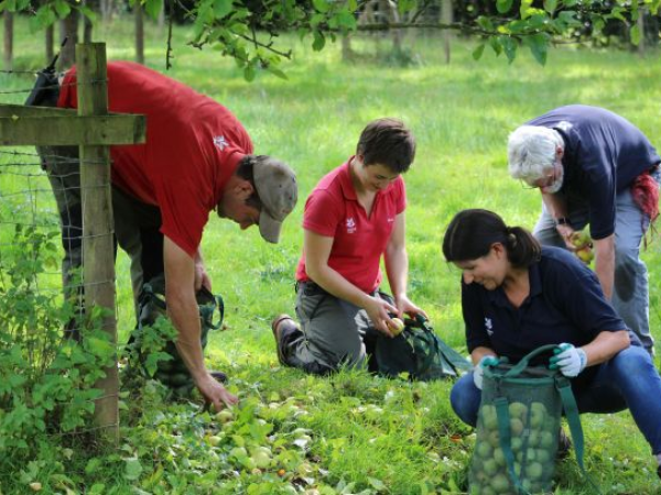 Apple Picking Day at Killerton