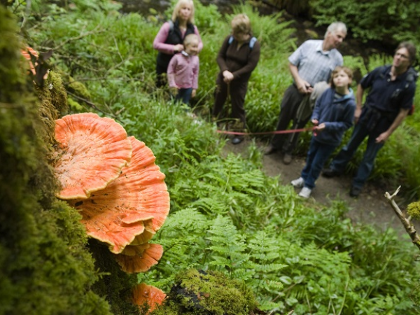 Fungi Fascination Guided Walk