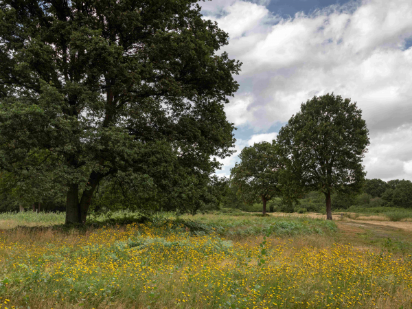 Ranger Walk - Spring Flowers