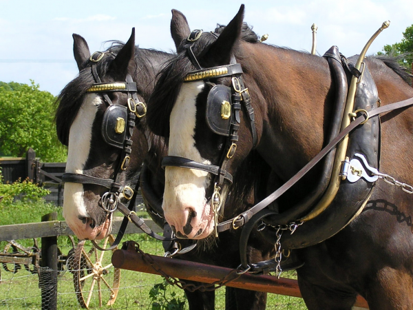 Heavy Horse Carriage Rides