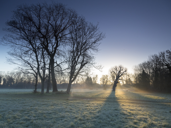 Tree Walk with a Ranger, Thurs 19 Feb 11am-12.30pm