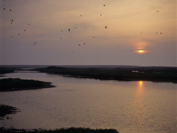 Overnight Dawn Chorus