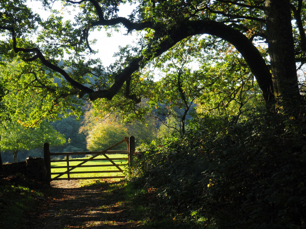 North Devon Walking Festival - Wider estate hike 8 miles