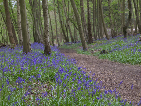 Bluebell Walk - Blickling Estate