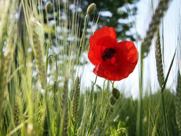Botanical Walk at Southdown Farm