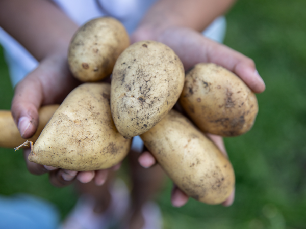 Garden Talks: A Passion for Potato Growing