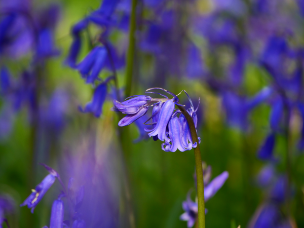Bluebell Photography and Conservation Walk